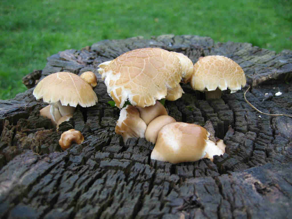 I Funghi primaverili: Agrocybe aegerita